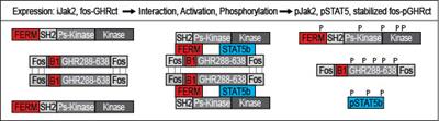 Small molecules to regulate the GH/IGF1 axis by inhibiting the growth hormone receptor synthesis